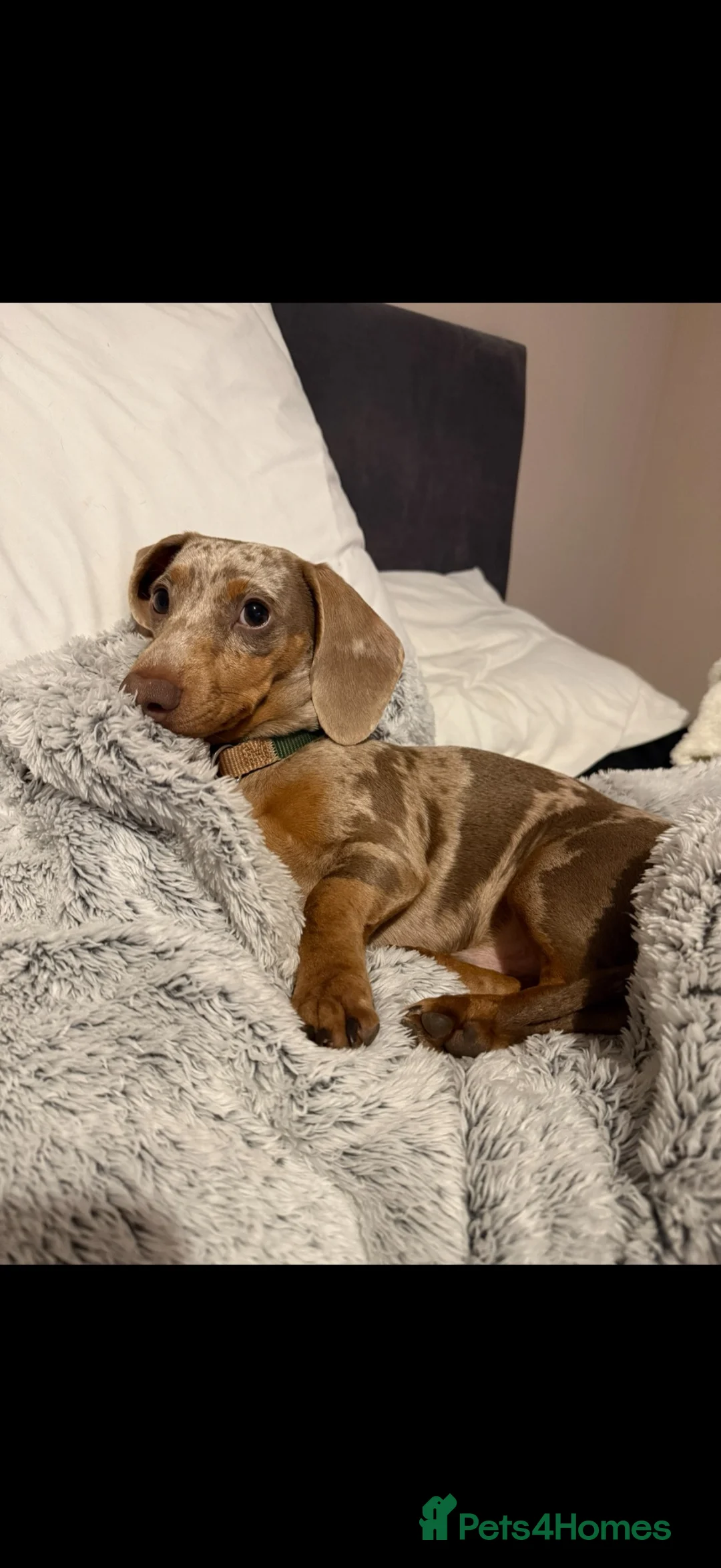 Miniature Dachshund dogs for stud: Isabella & tan miniature Dachshund stud  - Advert 11
