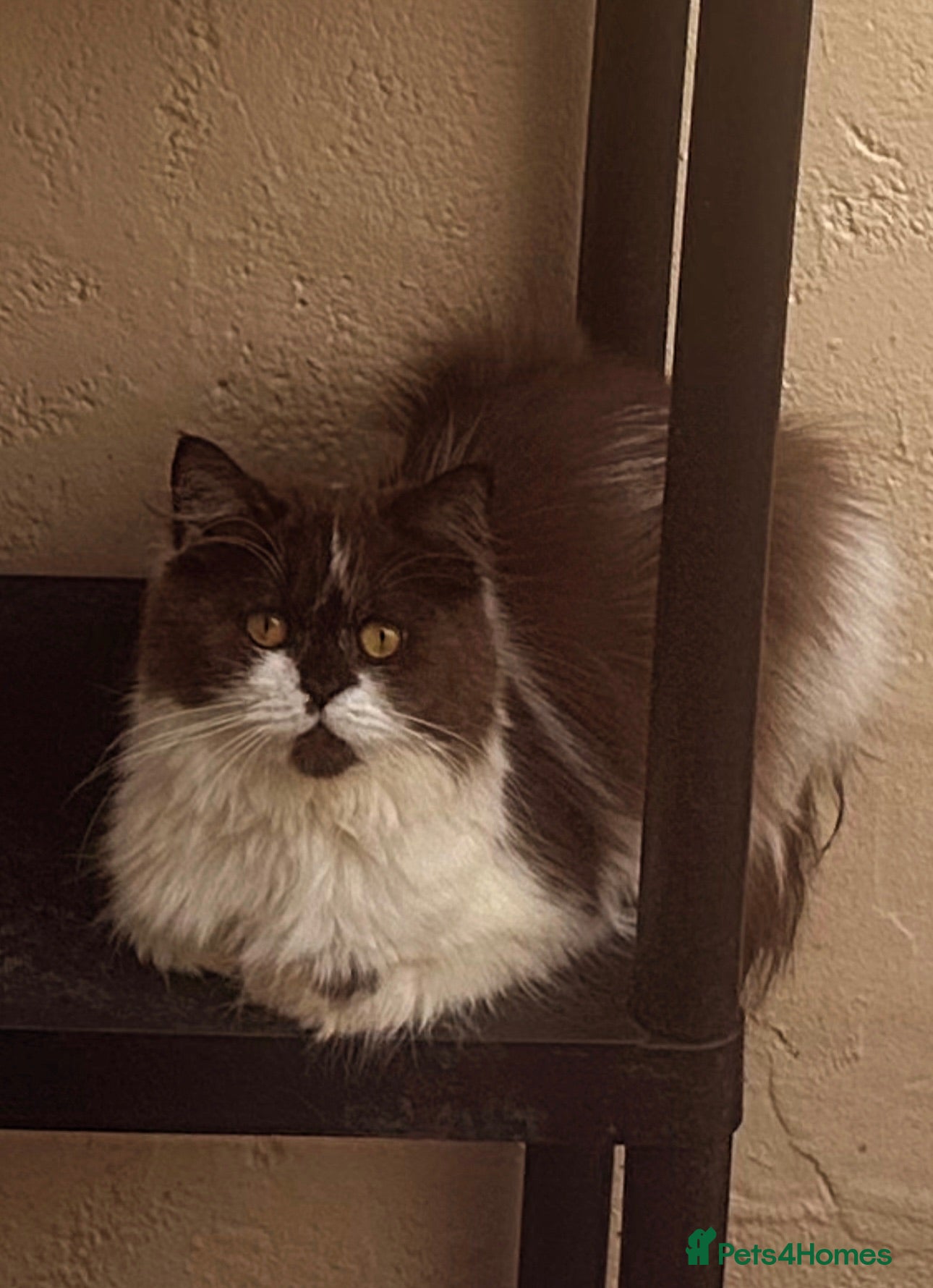 Scottish Fold cats Stunning fluffy Scottish Straight choc/blk white   - Advert 13