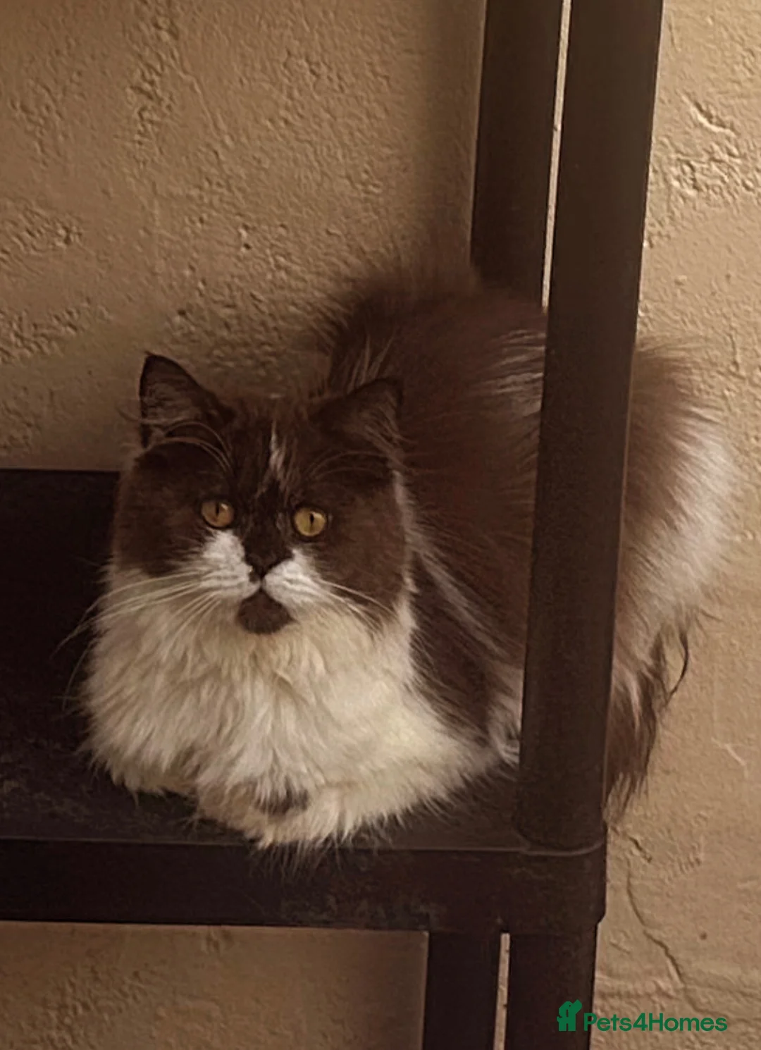 Scottish Fold cats for sale: Chocolate & white bi colour Scottish Straight - Advert 1