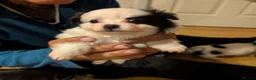 Pomchi dogs for sale: Stunning Pomchi babies - Advert 11