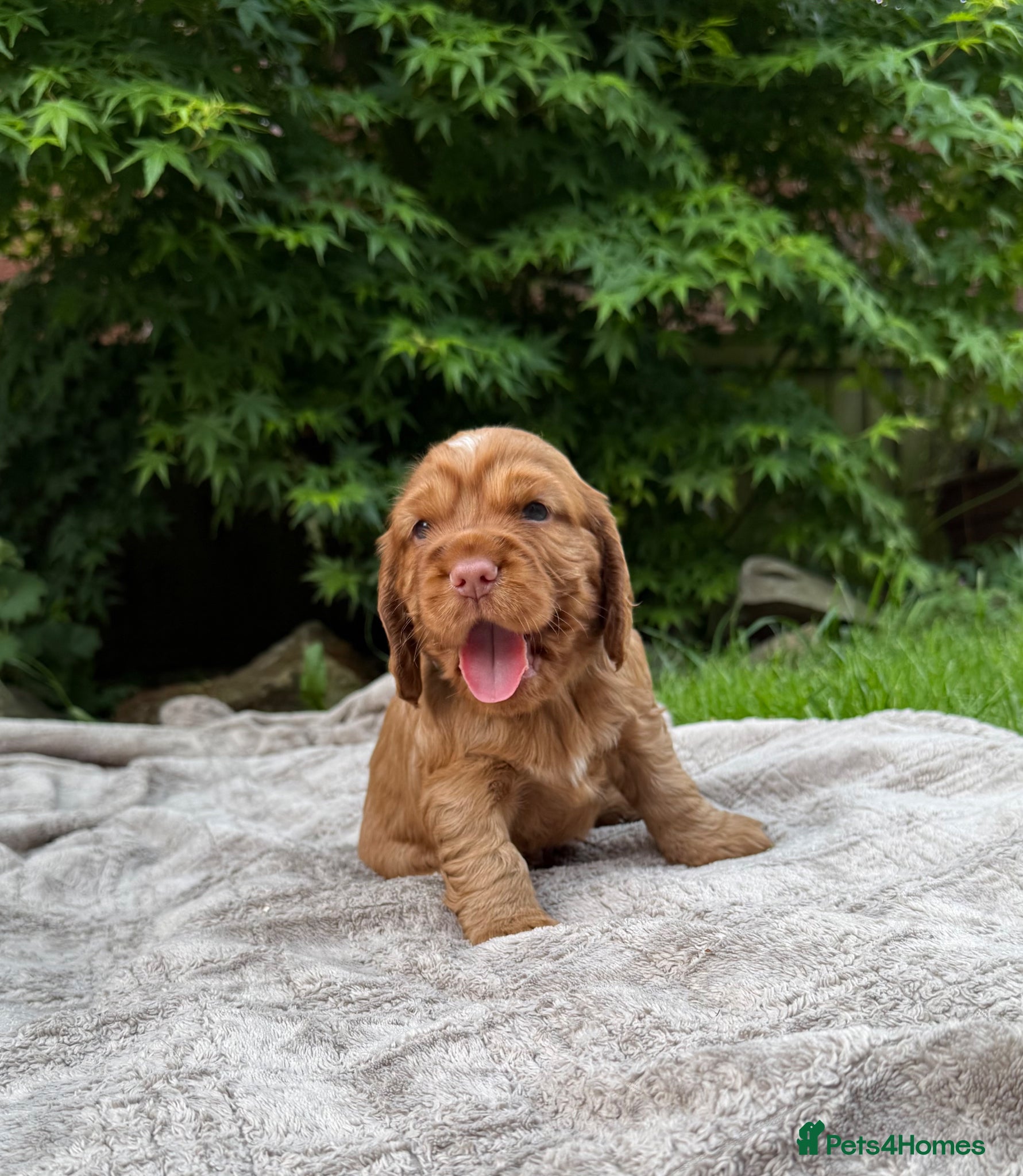 Cocker Spaniel dogs Stunning KC/Health tested working cocker spaniels - Advert 2