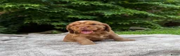 Cocker Spaniel dogs for sale: Stunning KC/Health tested working cocker spaniels - Advert 2