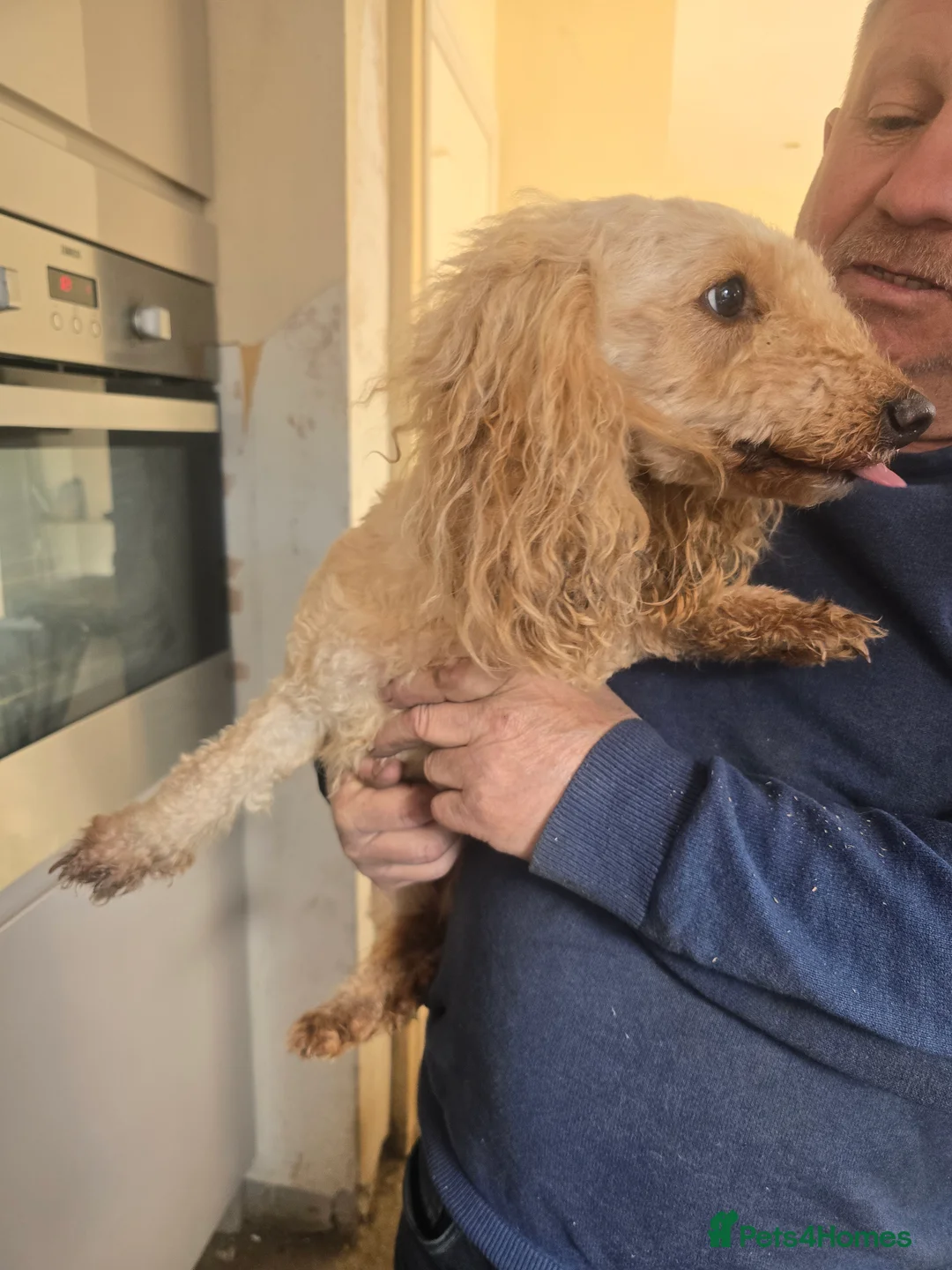 Maltipoo dogs for sale: Molly in Bedlington - Advert 3