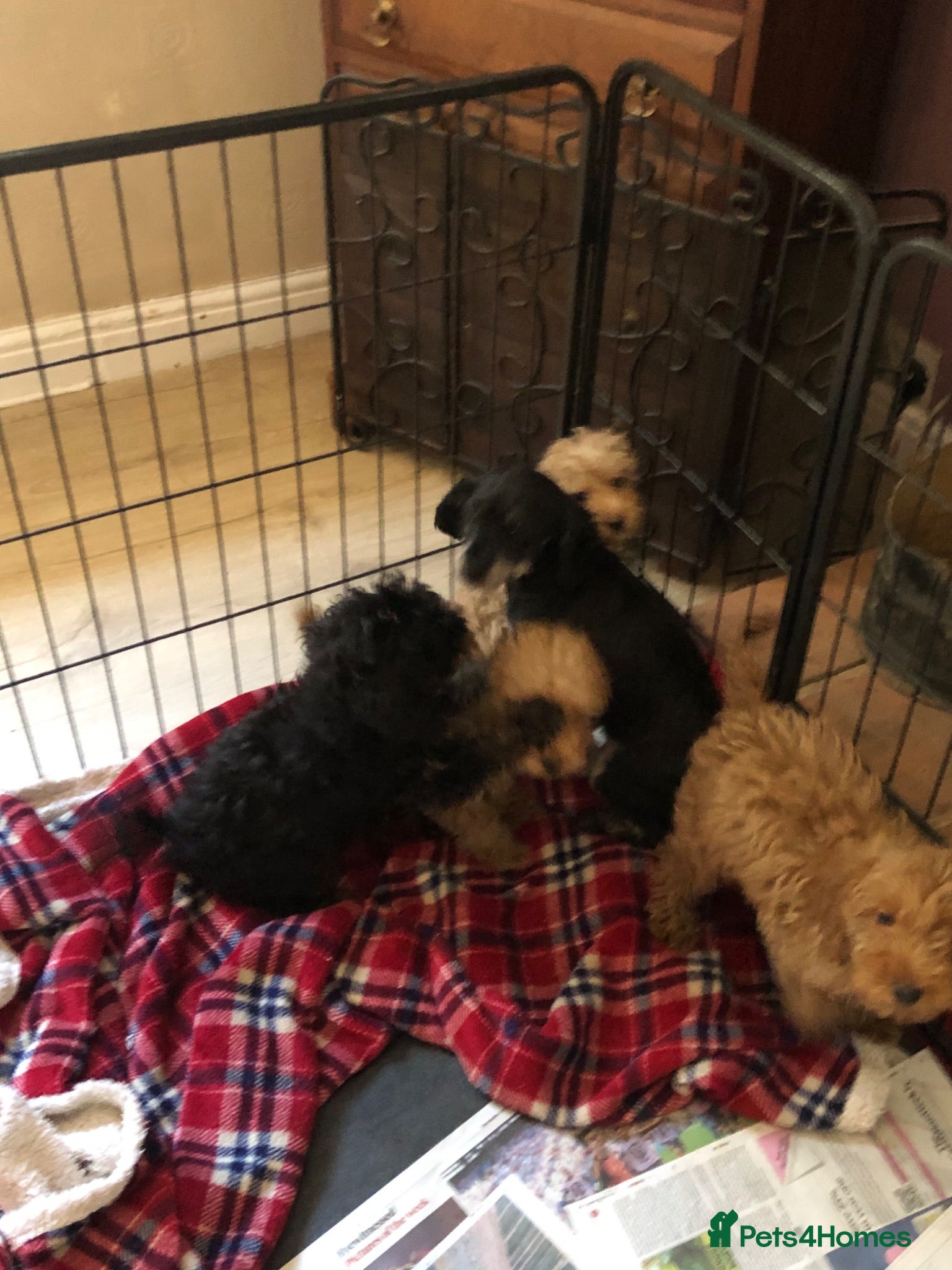 Cockapoo dogs cockapoo puppies for sale  - Advert 2