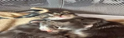 Maine Coon cats for sale: 🐾maine coon kittens - loving pet homes only🐾 - Advert 5