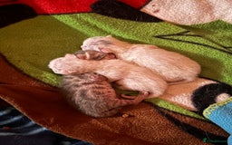Scottish Fold cats for sale: 3 purring lovebugs - Image 13