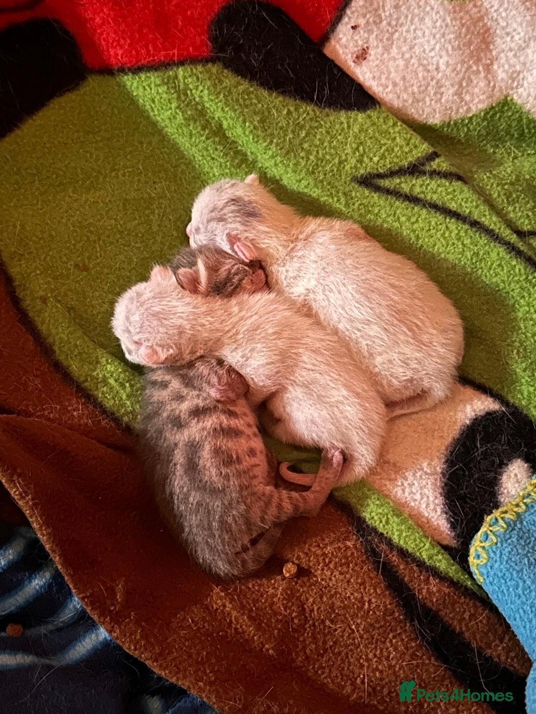 Scottish Fold cats for sale: 3 purring lovebugs - Image 13