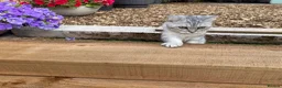 Maine Coon cats for sale: 2 female kittens Maincoon and British shorthair  - Advert 9