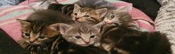 Domestic Shorthair cats for sale: 6 beautiful kitties - Advert 14