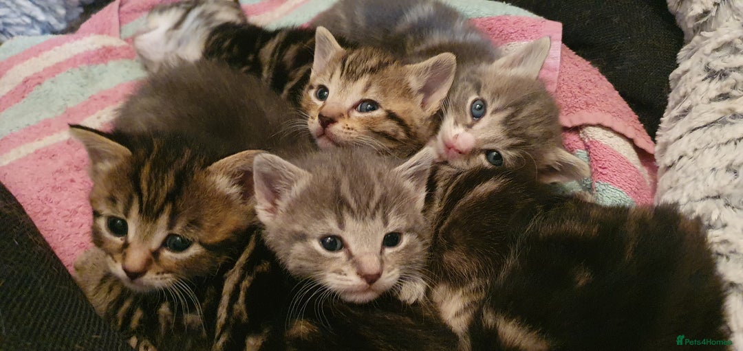Domestic Shorthair cats for sale: 6 beautiful kitties - Advert 14