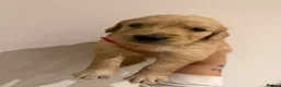 Golden Retriever dogs for sale: Beautiful golden babies - Advert 2