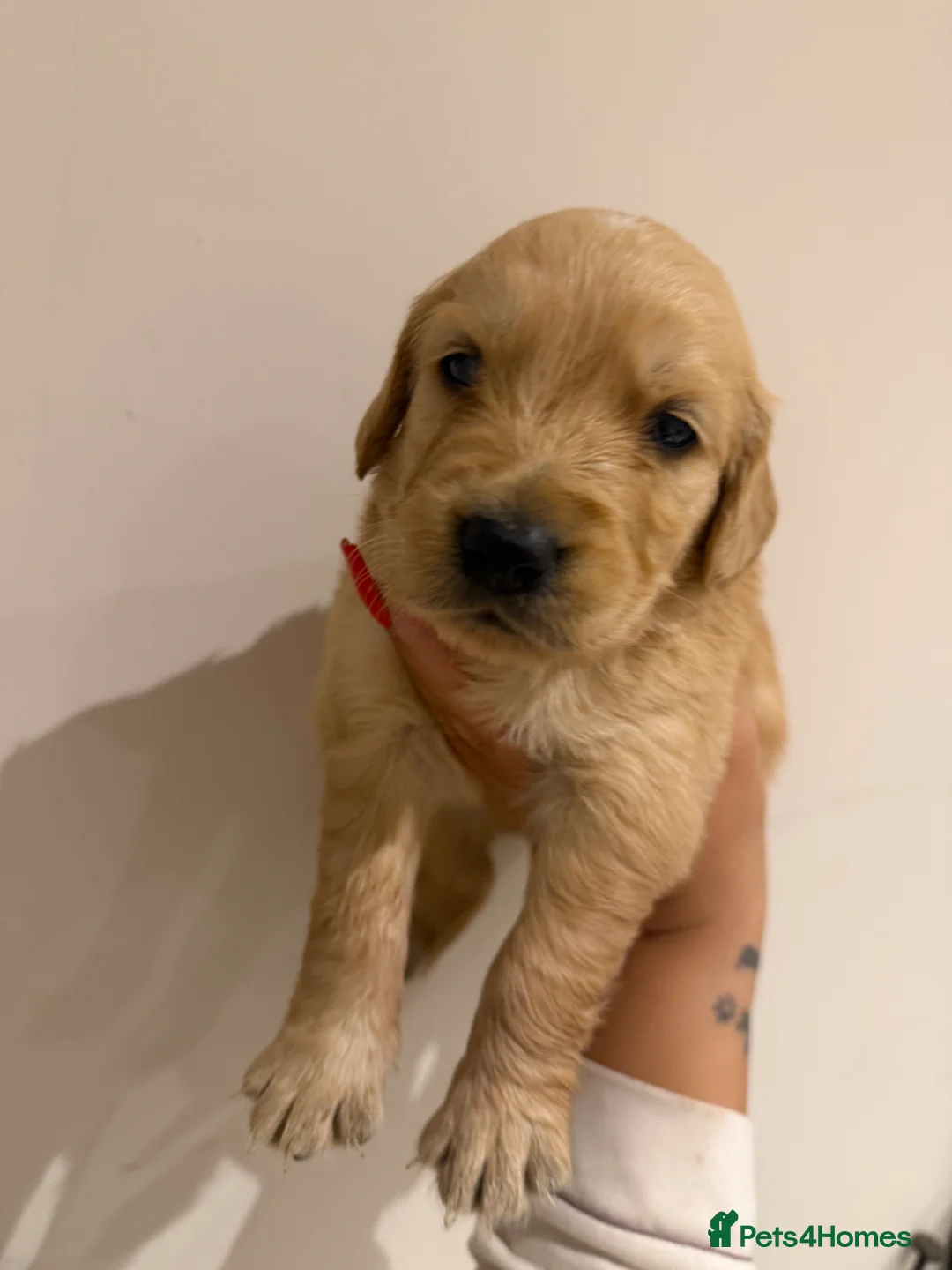 Golden Retriever dogs for sale: Beautiful golden babies - Advert 2