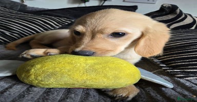Goldador dogs - Advert 5