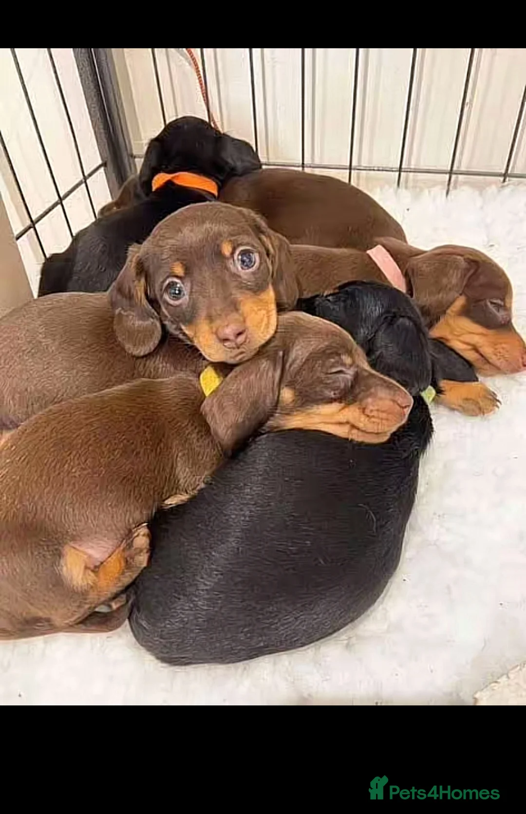 Miniature Dachshund dogs for sale: Stunning Litter of Mniature Dachshund Puppies - Advert 17