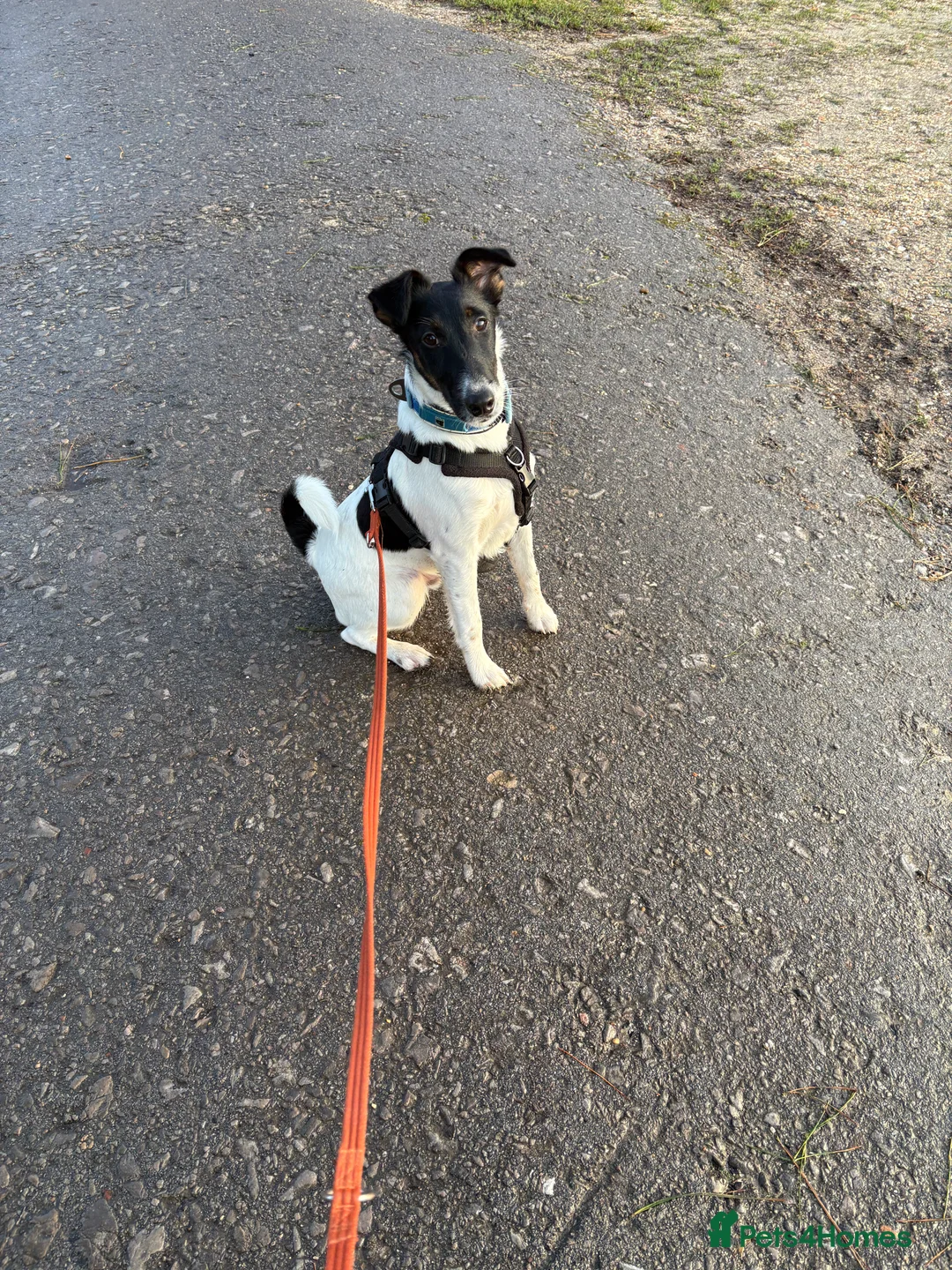 Fox Terrier dogs for sale: Smooth Fox Terrier - Advert 1