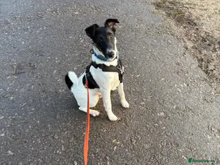 Fox Terrier dogs Smooth Fox Terrier - Advert 1