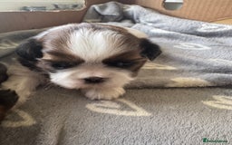 Shih Tzu dogs for sale: Beautiful Shih Tzu Pups - Image 16