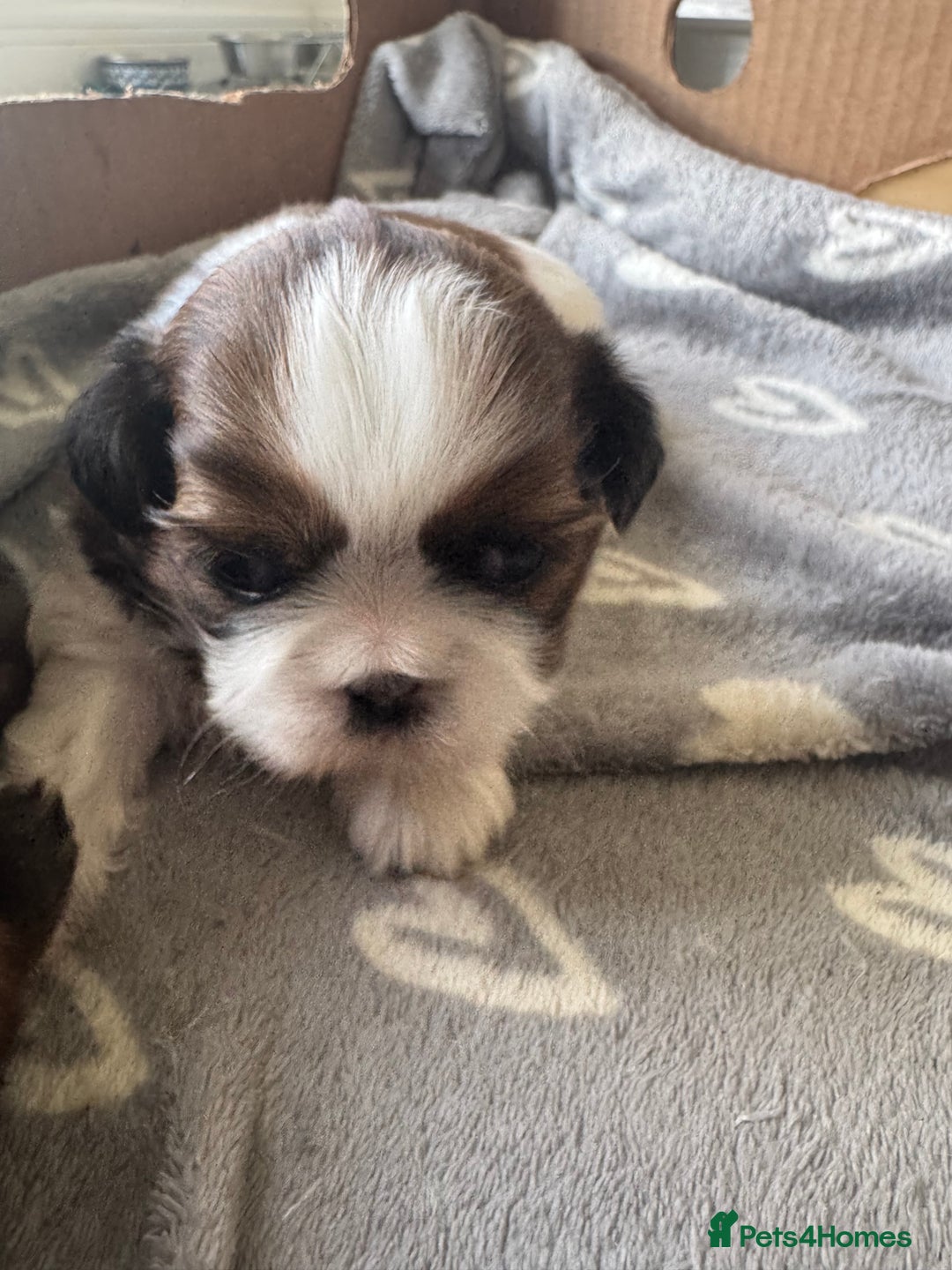 Shih Tzu dogs for sale: Beautiful Shih Tzu Pups - Image 16