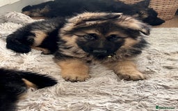 German Shepherd dogs for sale: 🌟READY🌟- KC registered Long Haired GSD pups♥️ - Image 12