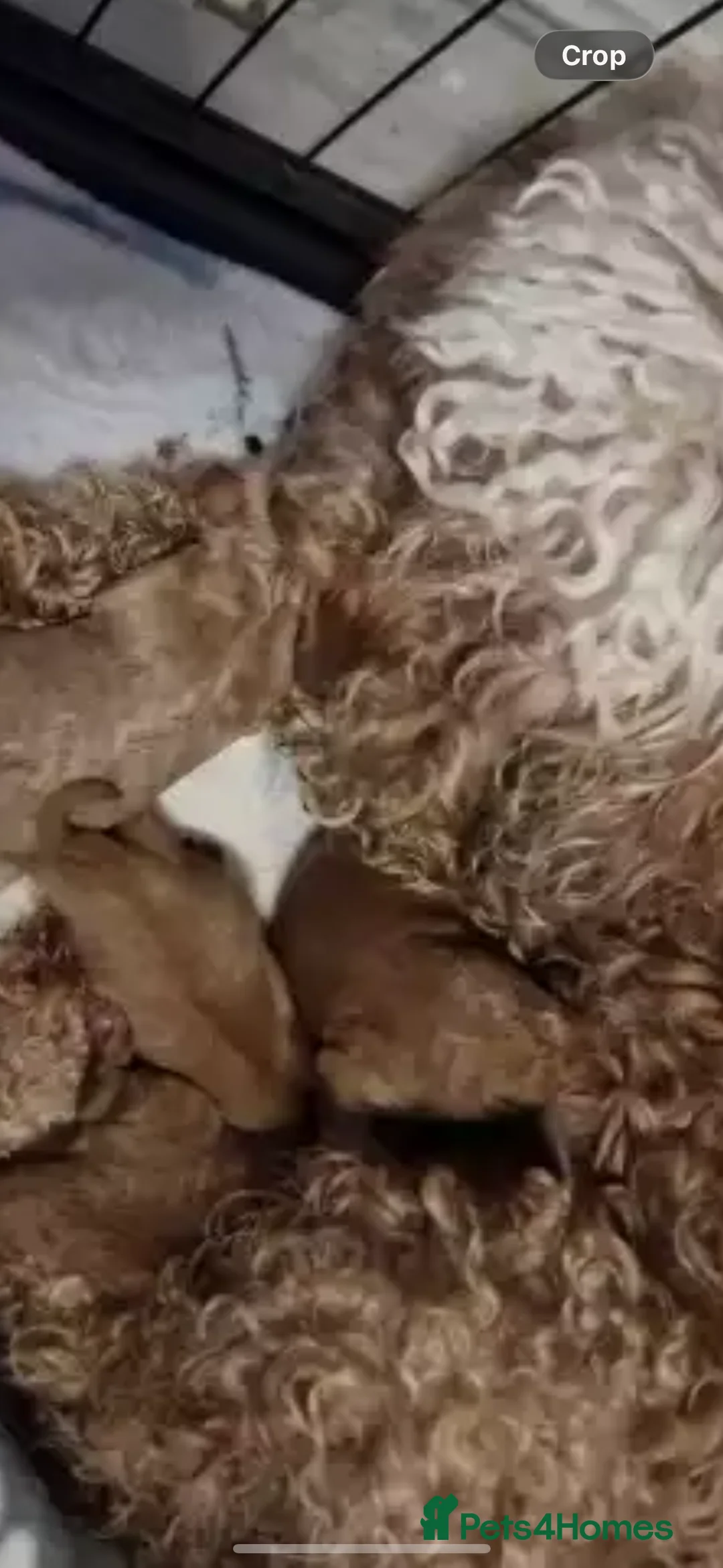 Maltipoo dogs for sale: Maltipoo puppies toy poodle - Advert 2