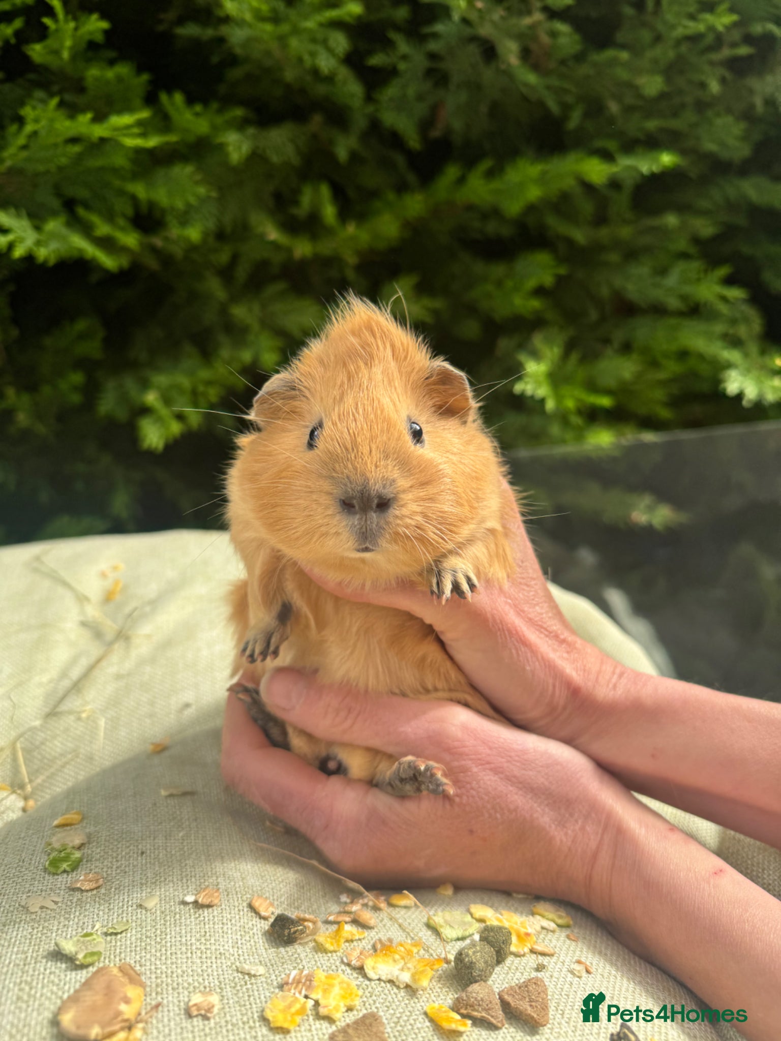 Guinea Pig rodents for sale: Baby guinea pigs  - Advert 6