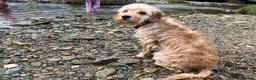 Cockapoo dogs for sale: Beautiful & fun 3 year old Cockapoo ‘Teddy’ - Advert 12