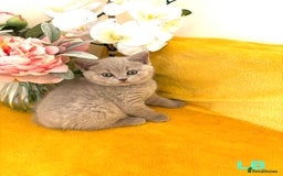 British Shorthair cats for sale: Top quality GCCF kittens  - Image 6