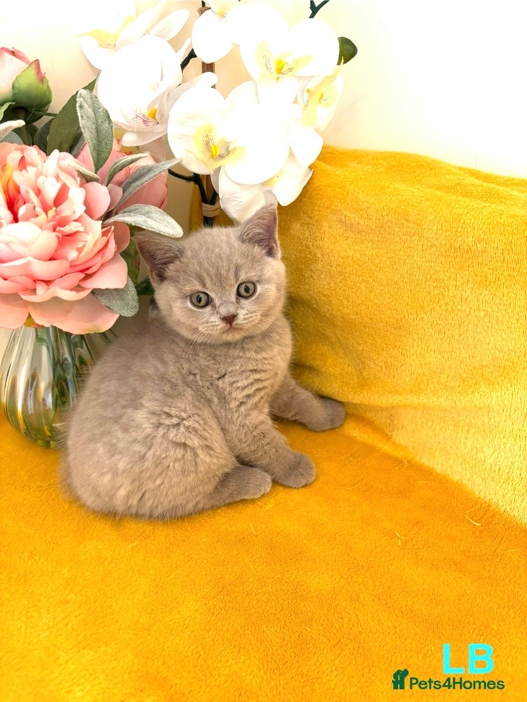 British Shorthair cats for sale: Top quality GCCF kittens  - Image 6