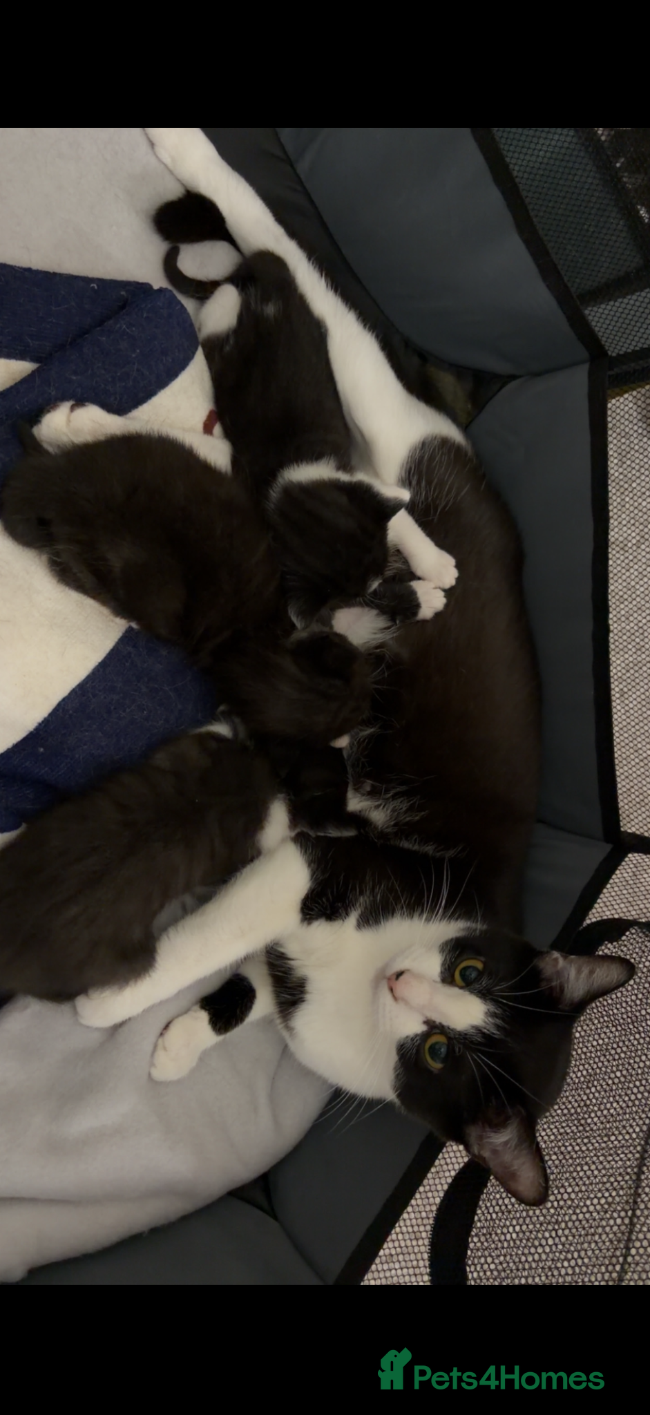 Mixed Breed cats for sale: Beautiful kittens ready for homes - Advert 4