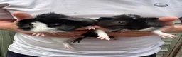 Guinea Pig rodents for sale: AVAILABLE Bonded pair of male piglets ready now! - Advert 5