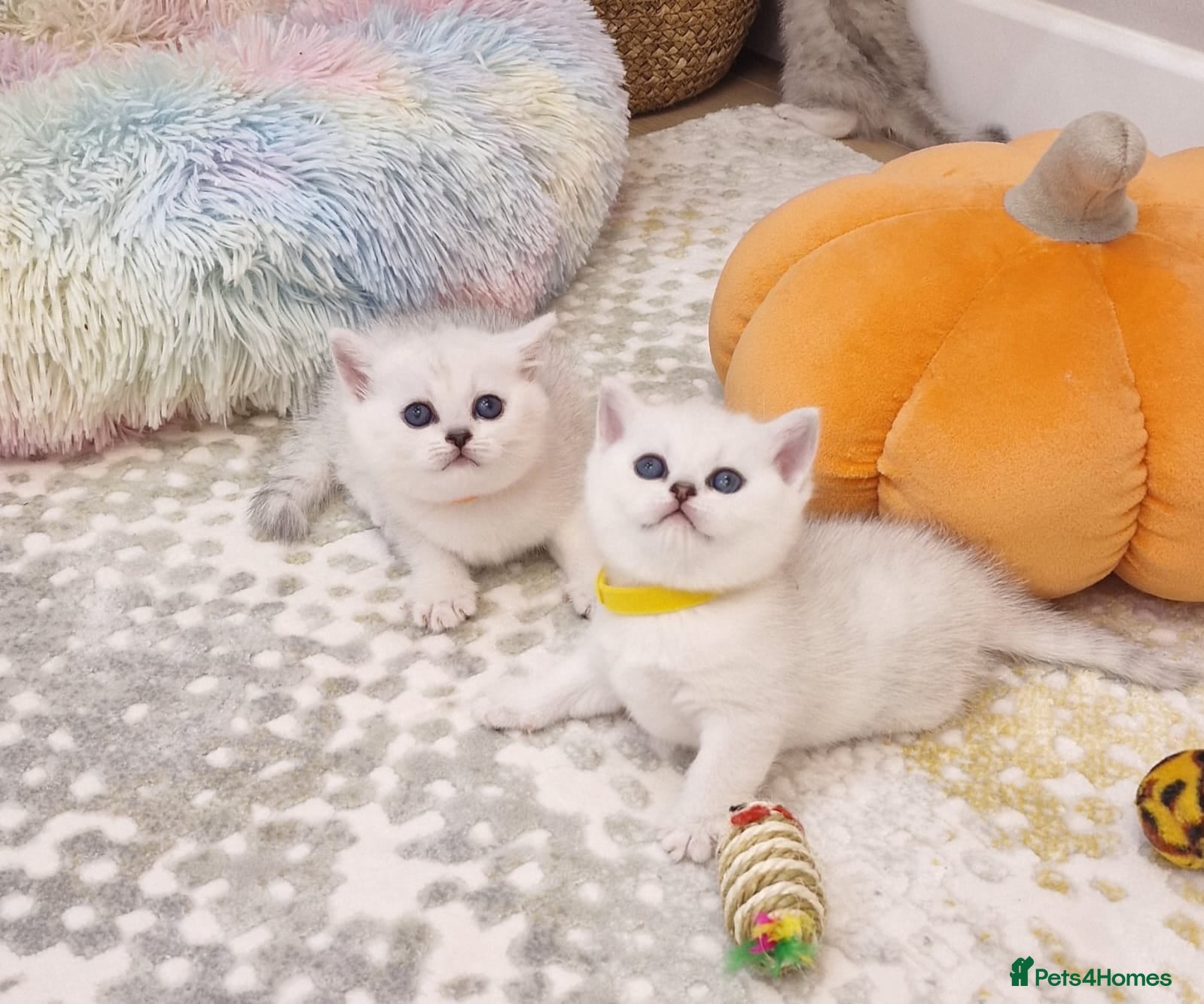 British Shorthair cats 🌟British Shorthair Silver Chinchilla🌟 - Advert 18