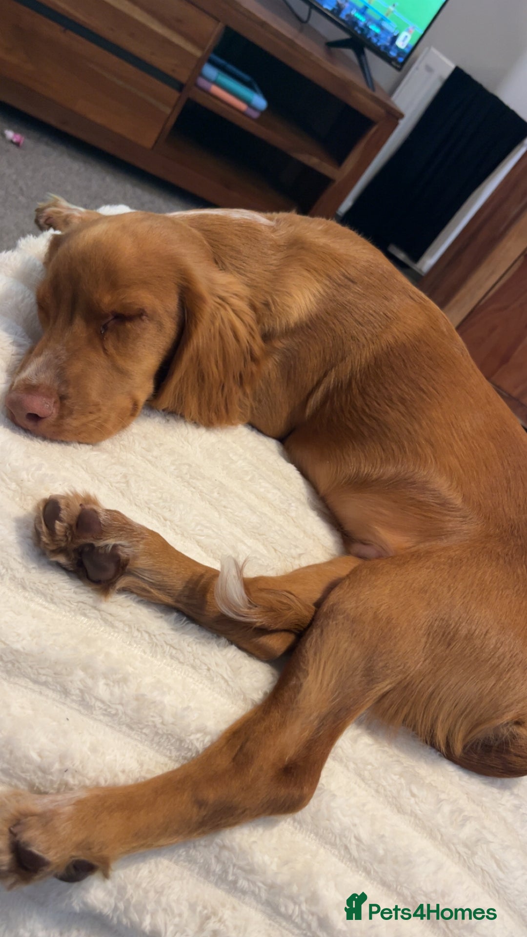 Cocker Spaniel dogs for sale: Golden cocker spaniel  - Advert 2