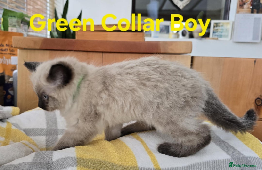 Ragdoll cats for sale: Beautiful fluffy Ragdolls / 2 boys left - Image 16