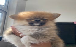 Pomeranian dogs for sale: Energetic Pome - Image 3