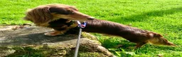 Miniature Dachshund dogs for stud: Long haired Kaneishan daschund stud  - Advert 3