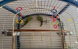 Parrots birds for sale: Male and Female parrots for Sale - Image 2