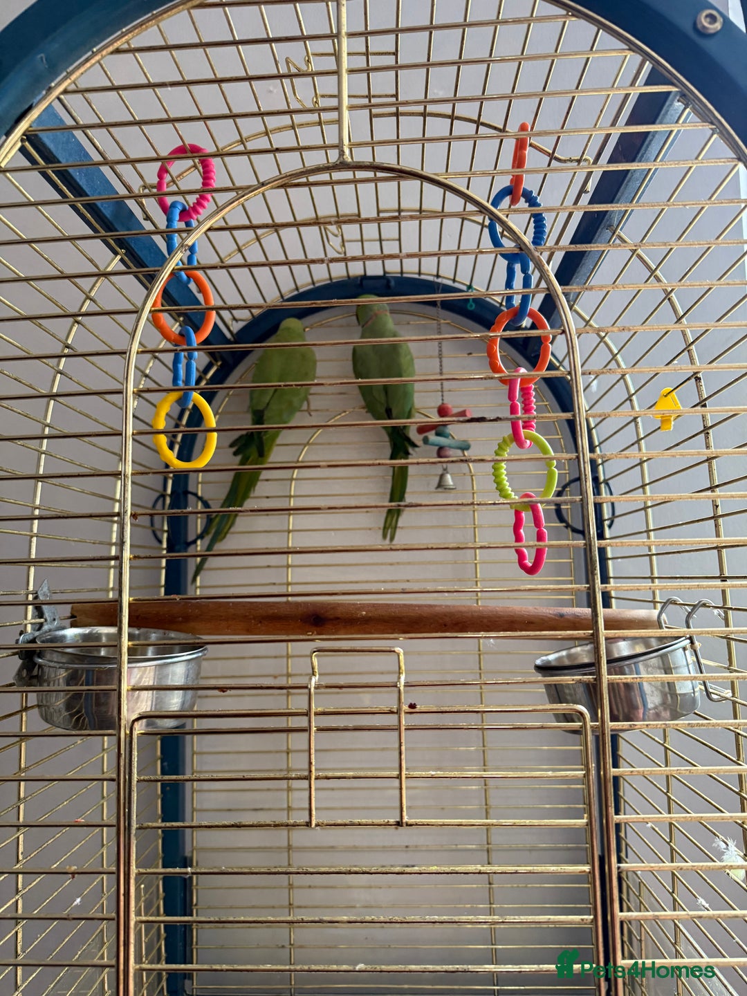 Parrots birds for sale: Male and Female parrots for Sale - Image 2