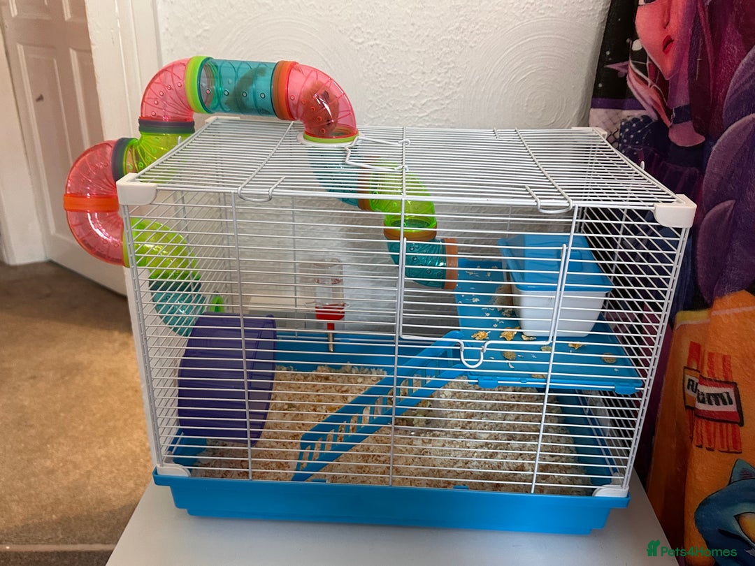 Hamster rodents for sale: Syrian hamster  - Advert 2