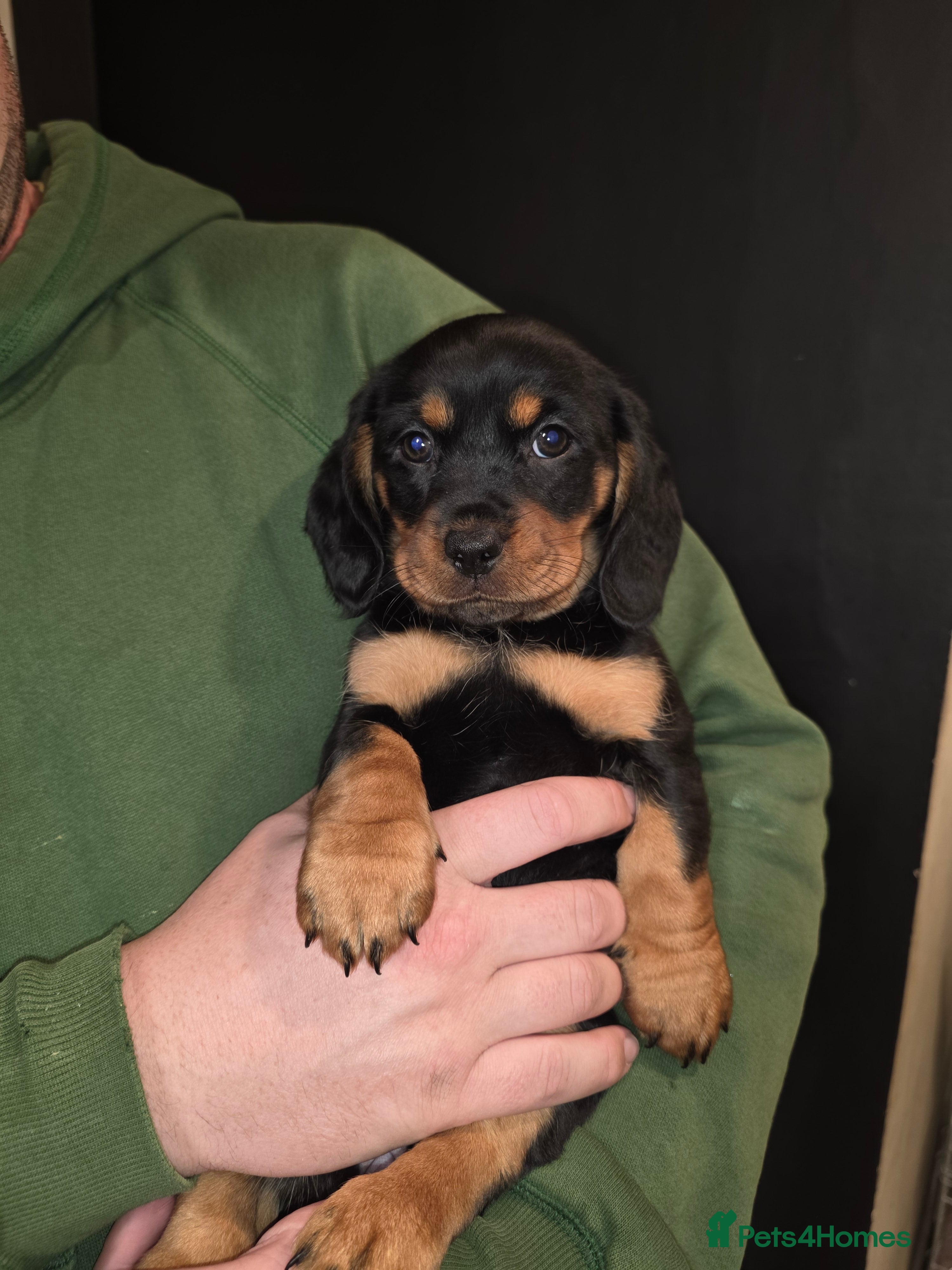 Mixed Breed dogs Daschund X Pug - Advert 18