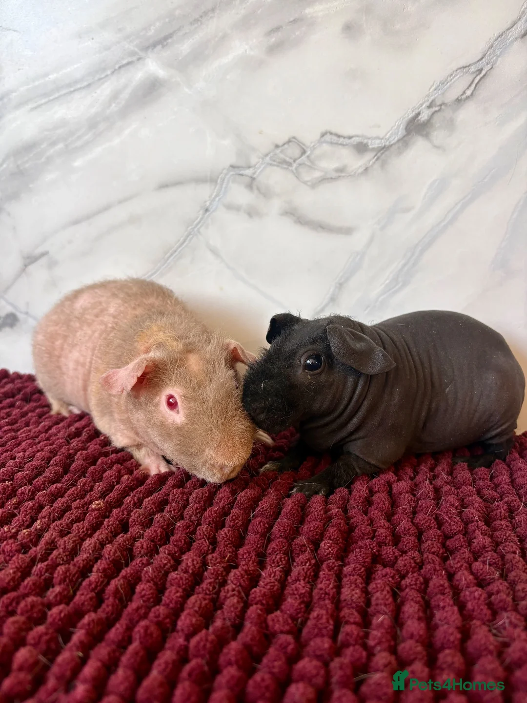 Guinea Pig rodents for sale: Bonded skinny boys for sale 🩵 - Advert 5