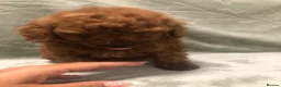 Mixed Breed dogs for sale: 🐕🐾Adventures of our loving poodles 🐾🐕 - Advert 13
