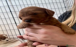 Cavapoo dogs for sale: Red Cavapoo Puppies 4 males 1 female Left - Image 6