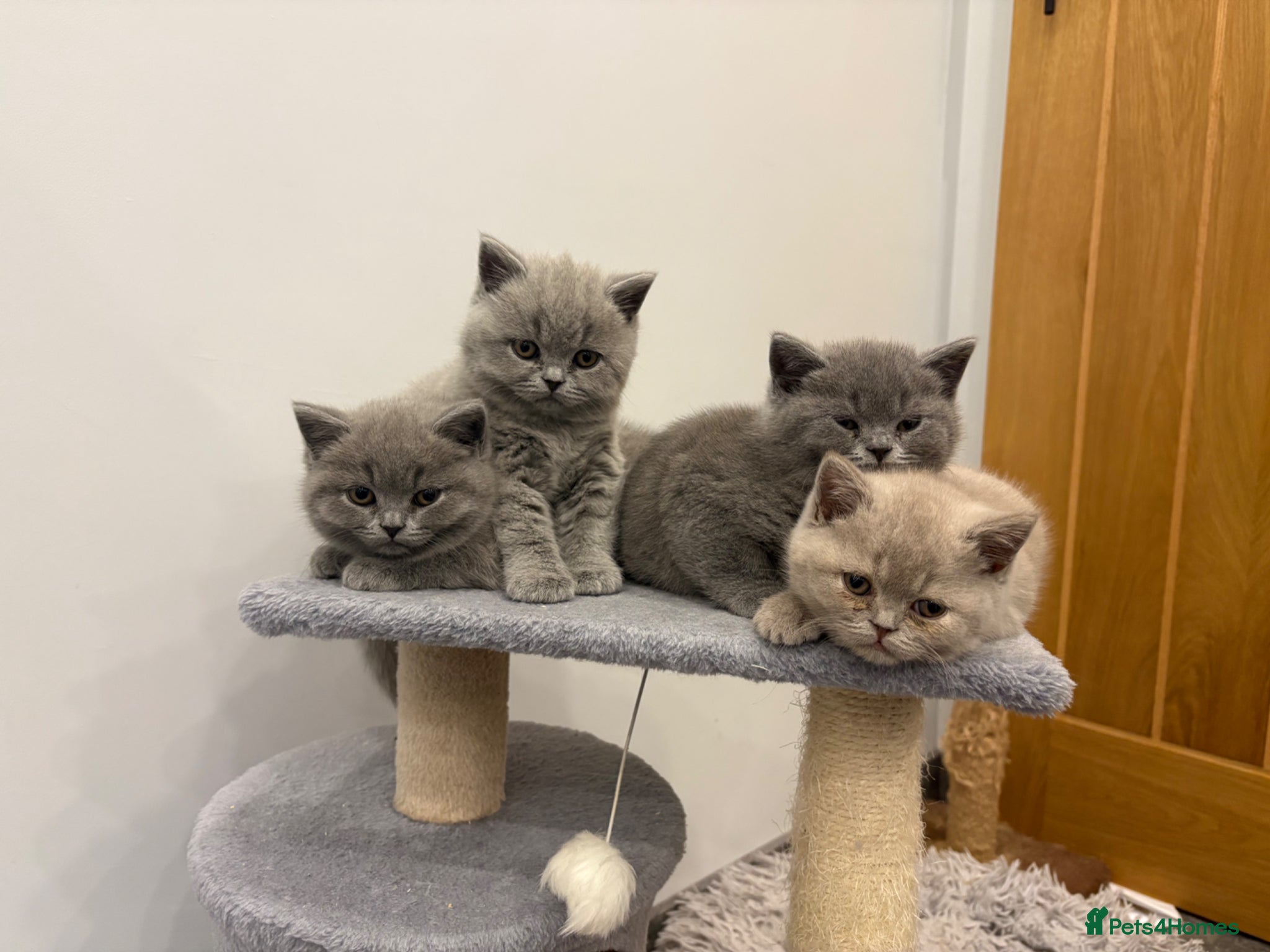 British Shorthair cats Ready to go!! BSH kittens from pedigree parents  - Advert 1