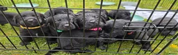 Labrador Retriever dogs for sale: KC Registered Black Labrador Puppies - Advert 3