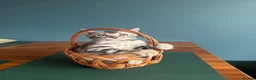 Bengal cats for sale: TICA Registered Bengal Kittens – Ready to Reserve - Advert 13