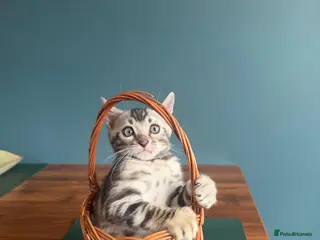 Bengal cats Champion Bloodline TICA Bengal Kittens - Advert 1
