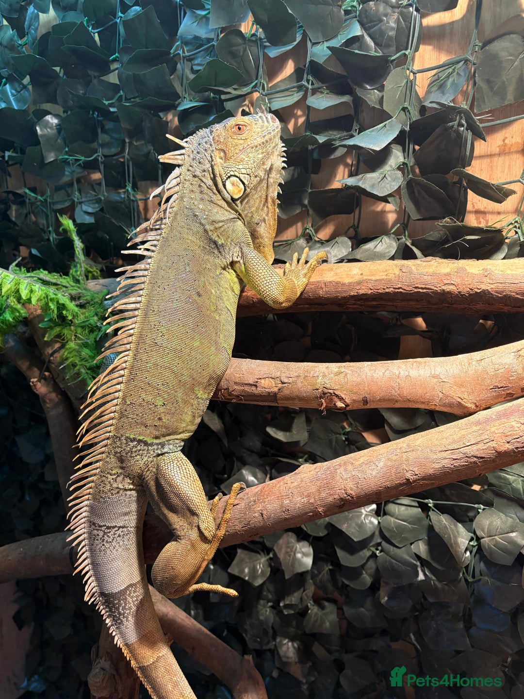Iguana reptiles for sale: Female green iguana almost 4years old plus Viv  - Advert 3