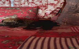 Yorkiepoo dogs for sale: Yorkipoos  - Image 3