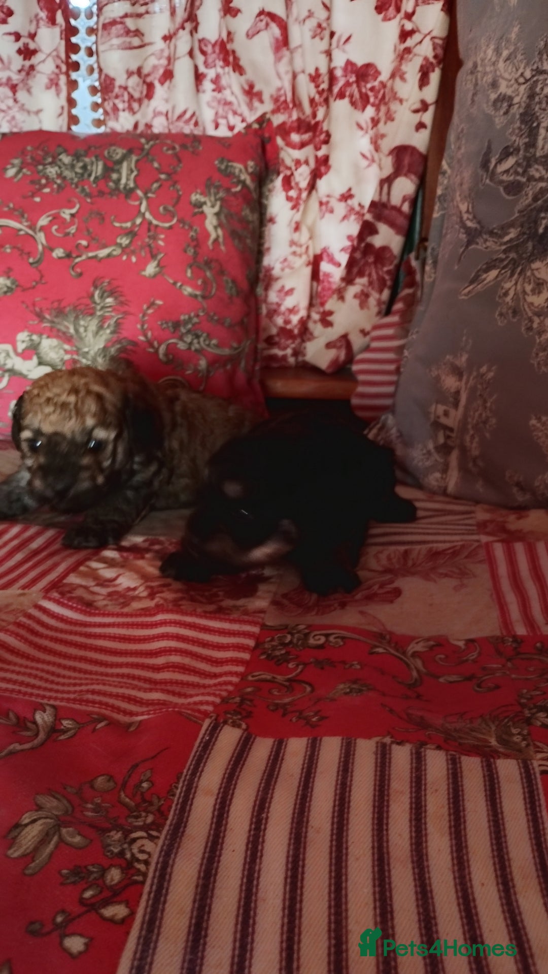 Yorkiepoo dogs for sale: Yorkipoos  - Image 3