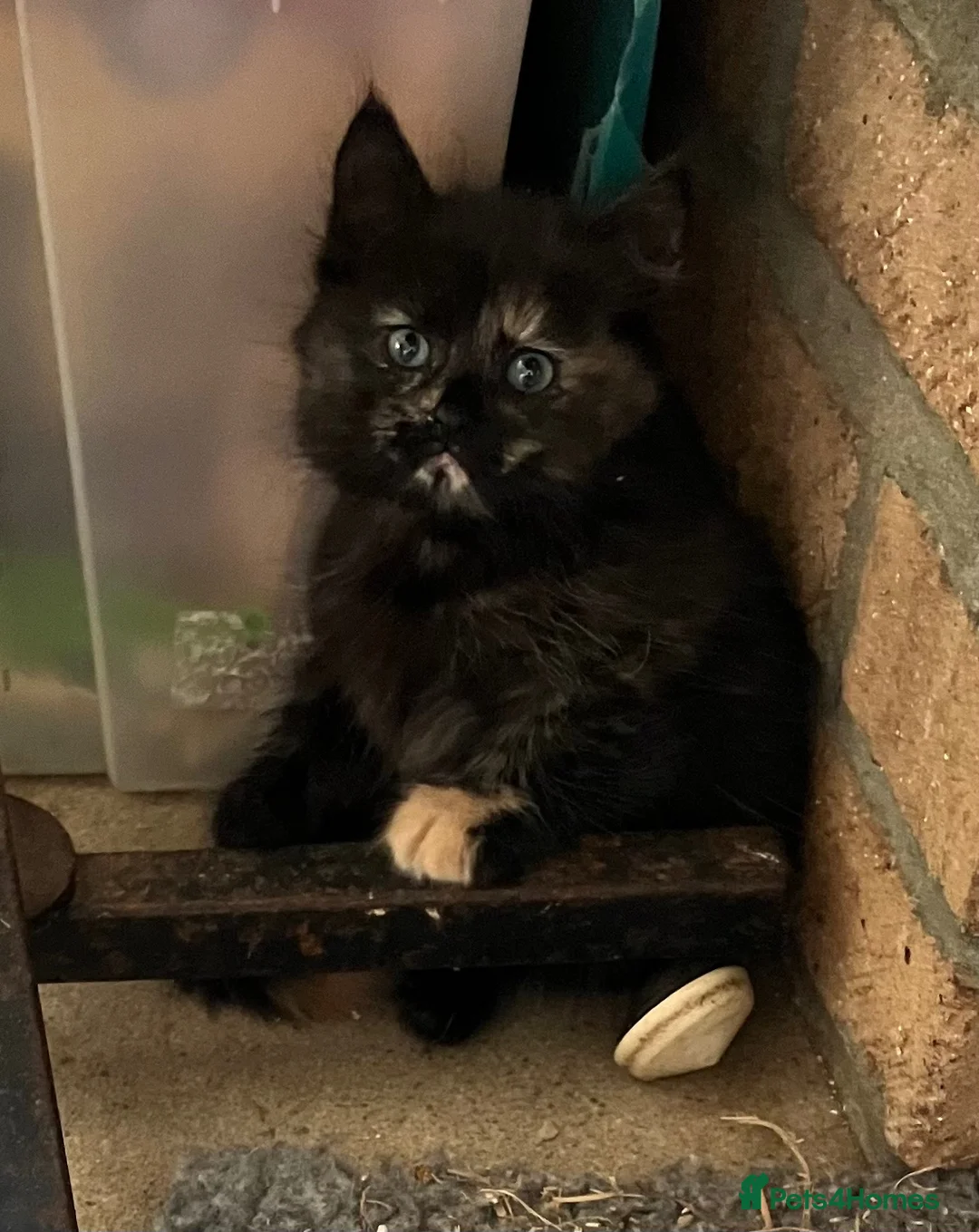 Mixed Breed cats for sale: Long haired tortoiseshell female kittens.  - Advert 2